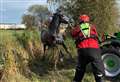 Horse rescued from water-filled ditch