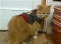 Missing: Cat wearing Christmas jumper