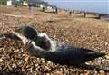 Poorly seal rescued from beach