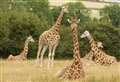 Park invites guests to celebrate World Giraffe Day
