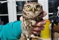 Little owl is saved from open fire 