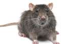 Dozens of rats found at hospital
