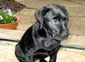 Labrador puppy and hamster rescued from blaze