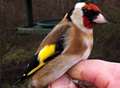 Wild birds caught with glue and sold in crime spree
