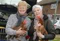 Happy hens saved from slaughter