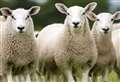 Warning to farmers after spate of ‘abhorrent’ sheep killings