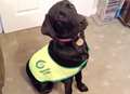 Horror as guide dog puppy mauled by Staffie