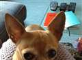 Dog theft fears after Chihuahua disappears
