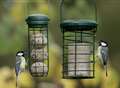 How to create your own 'bird cafe' ahead of the Big Garden Birdwatch