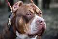 XL Bully owners to meet at Kent beach ‘for one last unmuzzled walk’
