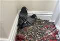 Cabbie in a flap as pigeons make home in corridor