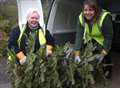 Old Christmas trees will help hospice