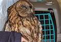 Tawny owl trapped in wood-burner was 'furious'