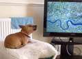 Rescue dog sings EastEnders theme tune