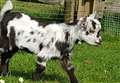 Police hunt two kidnapped goats
