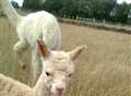 Stolen baby alpaca reunited