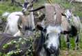 Anger as goats ‘chased to deaths’ by out-of-control dogs
