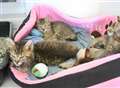 No more room at RSPCA cat shelter 