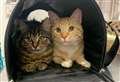 Two cats found dumped in faeces-covered carrier