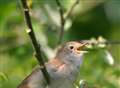Catch the nightingale’s song – while you can 