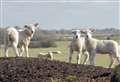 Lambs snatched from farm