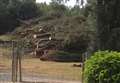 Fury as 180 trees felled for four homes