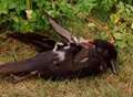 Appeal after dead birds found tied to fences