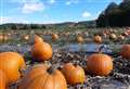 Behind the pick your own pumpkin phenomenon