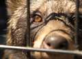 Raccoon dogs found locked up in abandoned flat