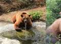 Video: Rescued bears explore their new enclosure