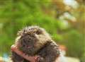 I'll be dammed: Baby beaver's unexpected arrival