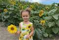 The perfect summertime pastime: sunflower picking