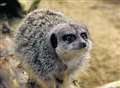 Meerkat stolen
