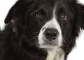 Search dog Bryn dies