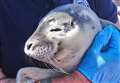 Dehydrated seal pup dies after rescue
