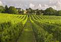 Vineyard reports bumper harvest thanks to summer sun