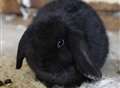 Pet store stops rabbit sales