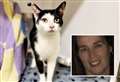 ‘I’ve fostered 140 cats in eight years’
