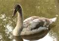 Swan 'swallows fishing line' but flies away when help arrives