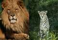 Sanctuary 'devastated' by death of lion and cheetah