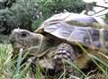 Video: Harriet the wheely lucky tortoise