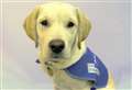 Help name a Guide Dog puppy