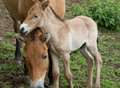 Keepers celebrate birth of endangered foal