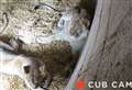 Lion cub death sparks social media row
