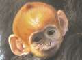 Baby monkey says hello to the public