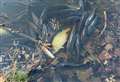 Teams swoop in to save fish dying in river
