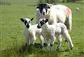 44 pregnant sheep stolen from field