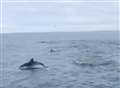  Watch: Playful dolphins show they are fishermen’s friends