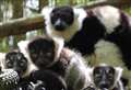 Baby primates welcomed at wildlife park