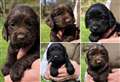 Five adorable puppies snatched from kennels